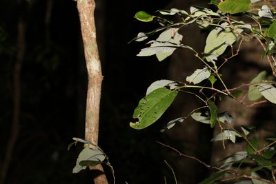 Guioa semiglauca, photographed by Greg Tasney