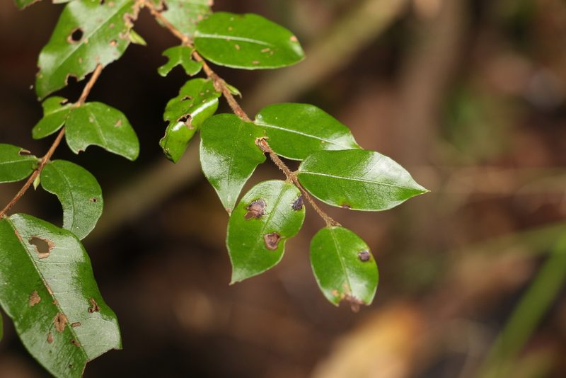 Gossia inophloia, photographed by Greg Tasney