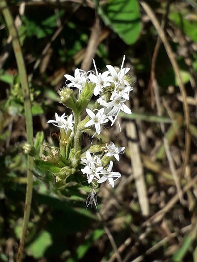 Stevia entreriensis, photographed by Eduardo Luis Beltrocco