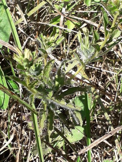 Stevia entreriensis, photographed by Eduardo Luis Beltrocco
