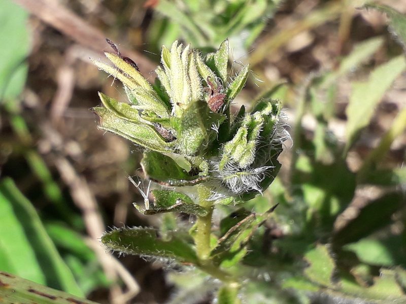 Stevia entreriensis, photographed by Eduardo Luis Beltrocco