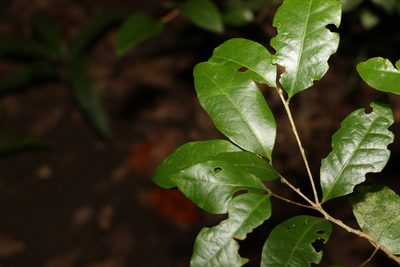 Cleistanthus cunninghamii, photographed by Greg Tasney