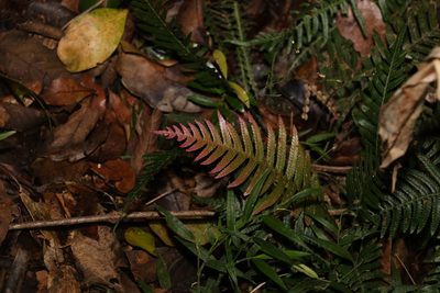 Doodia aspera, photographed by Greg Tasney