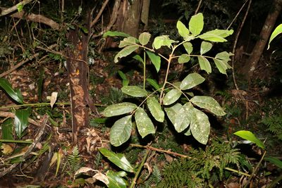 Diploglottis cunninghamii, photographed by Greg Tasney