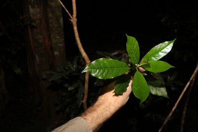 Hymenosporum flavum, photographed by Greg Tasney