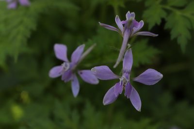Delphinium anthriscifolium, photographed by Se Lena