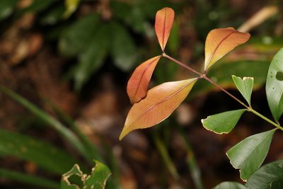 Syzygium smithii, photographed by Greg Tasney