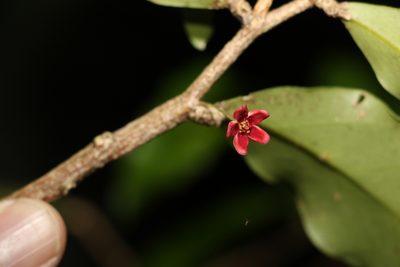 Hedraianthera porphyropetala, photographed by Greg Tasney