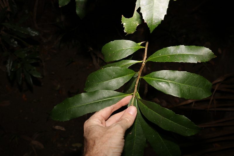 Symplocos thwaitesii, photographed by Greg Tasney