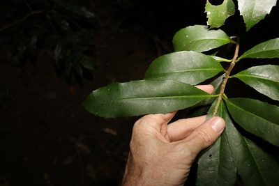 Symplocos thwaitesii, photographed by Greg Tasney