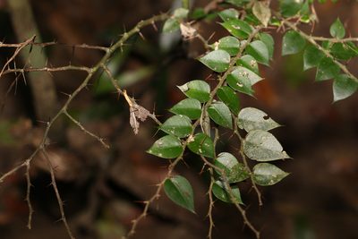 Capparis arborea, photographed by Greg Tasney