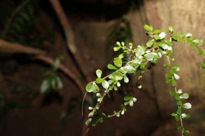 Pittosporum multiflorum, photographed by Greg Tasney