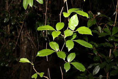 Tetrastigma nitens, photographed by Greg Tasney
