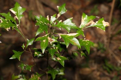 Vitex lignum-vitae, photographed by Greg Tasney