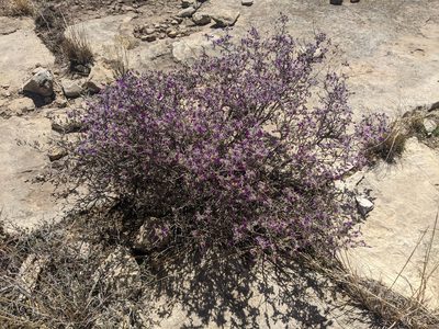 Dalea formosa, photographed by Norveig