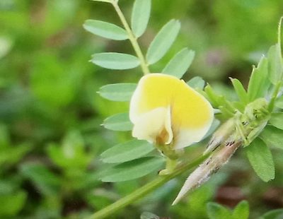Vicia hybrida, photographed by Salih Alper