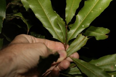 Macadamia ternifolia, photographed by Greg Tasney