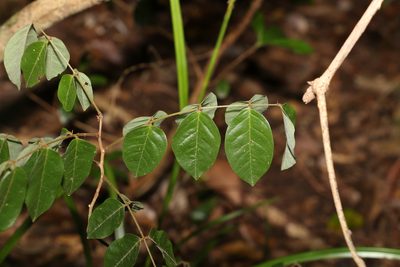 Austrosteenisia blackii, photographed by Greg Tasney