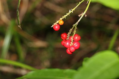 Cordyline rubra, photographed by Greg Tasney