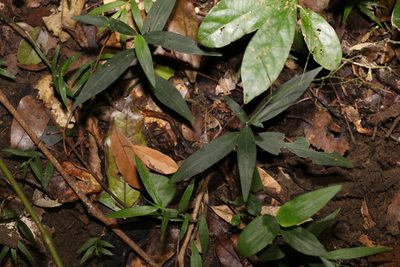 Aneilema acuminatum, photographed by Greg Tasney