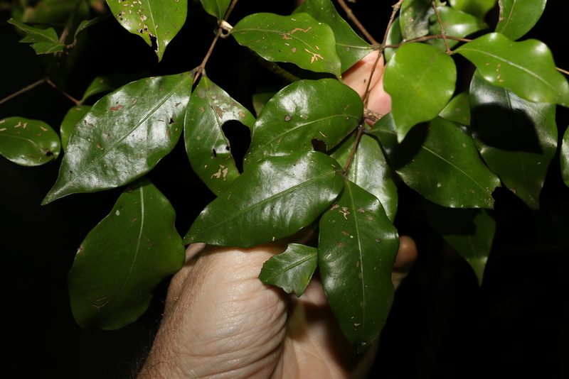 Gossia acmenoides, photographed by Greg Tasney