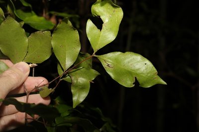 Gossia acmenoides, photographed by Greg Tasney