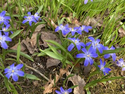 Scilla luciliae, photographed by petrolej