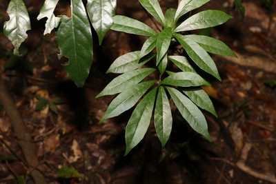 Tabernaemontana pandacaqui, photographed by Greg Tasney