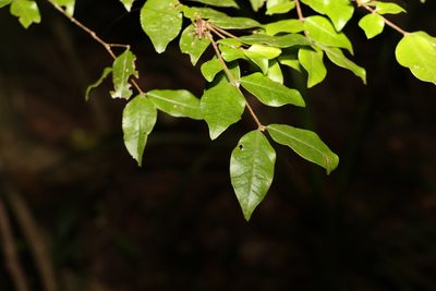 Gossia inophloia, photographed by Greg Tasney