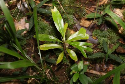Stenocarpus sinuatus, photographed by Greg Tasney