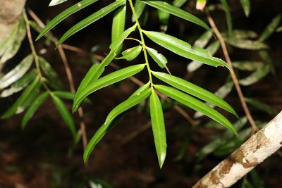 Podocarpus elatus, photographed by Greg Tasney