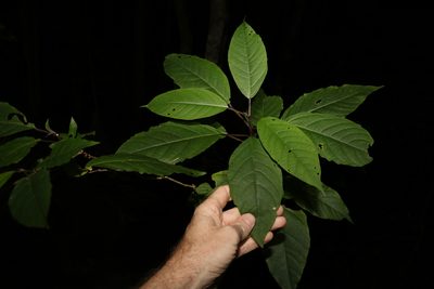 Clerodendrum floribundum, photographed by Greg Tasney