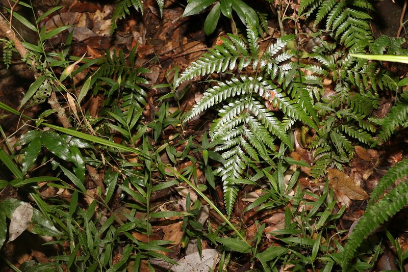 Lastreopsis marginans, photographed by Greg Tasney