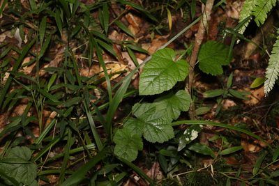 Rubus moluccanus, photographed by Greg Tasney