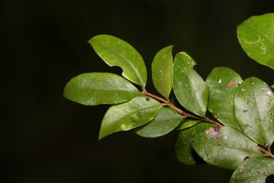Gossia inophloia, photographed by Greg Tasney