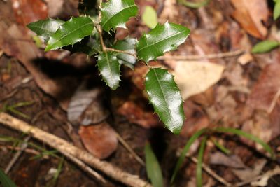 Drypetes deplanchei, photographed by Greg Tasney