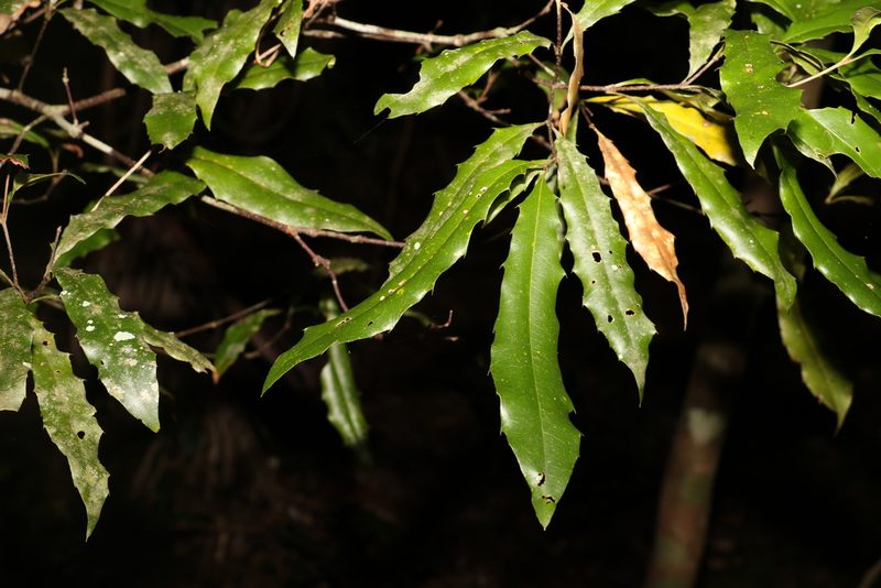 Macadamia ternifolia, photographed by Greg Tasney