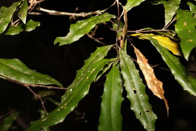 Macadamia ternifolia, photographed by Greg Tasney