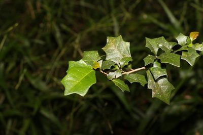 Alchornea ilicifolia, photographed by Greg Tasney