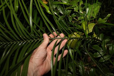 Macrozamia lucida, photographed by Greg Tasney