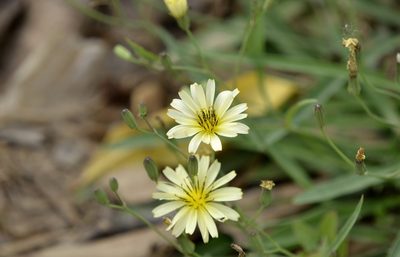 Ixeris chinensis, photographed by Zinogre