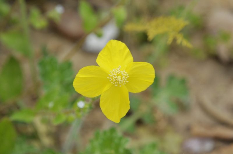 Dicranostigma leptopodum, photographed by Zinogre