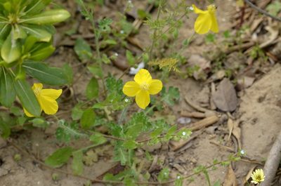 Dicranostigma leptopodum, photographed by Zinogre