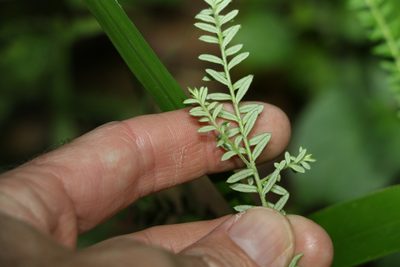 Ozothamnus diosmifolius, photographed by Greg Tasney