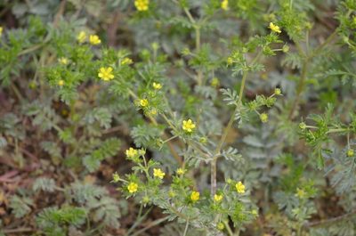 Potentilla supina, photographed by Zinogre