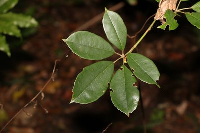 Apocissus hypoglauca, photographed by Greg Tasney