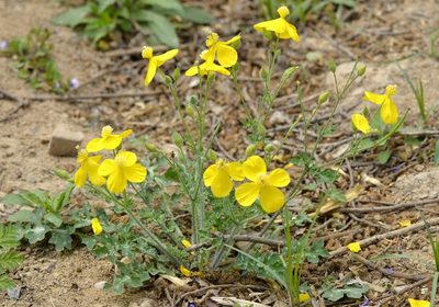 Dicranostigma leptopodum, photographed by Zinogre