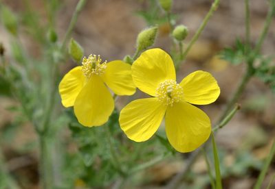 Dicranostigma leptopodum, photographed by Zinogre