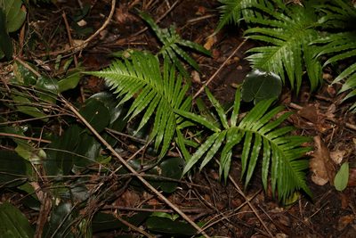 Oceaniopteris cartilaginea, photographed by Greg Tasney