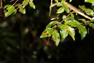 Gossia inophloia, photographed by Greg Tasney